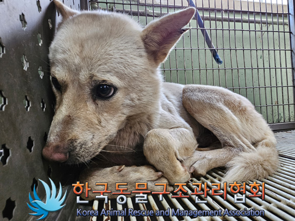 한국동물구조관리협회_441409202500011