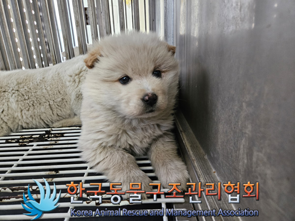 한국동물구조관리협회_441409202500006