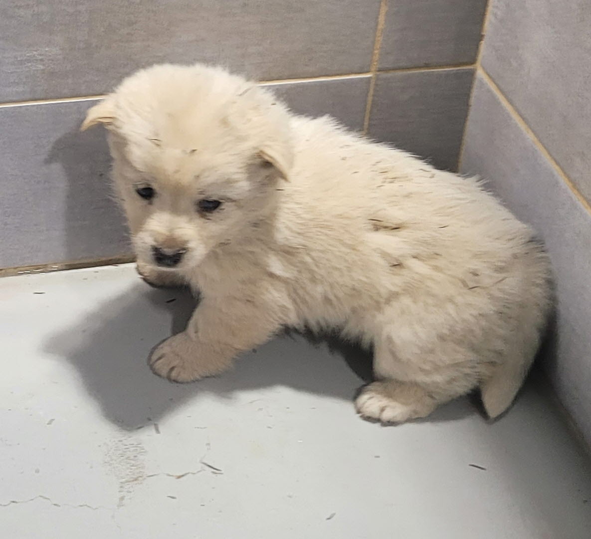 울진군동물보호센터_447525202500004