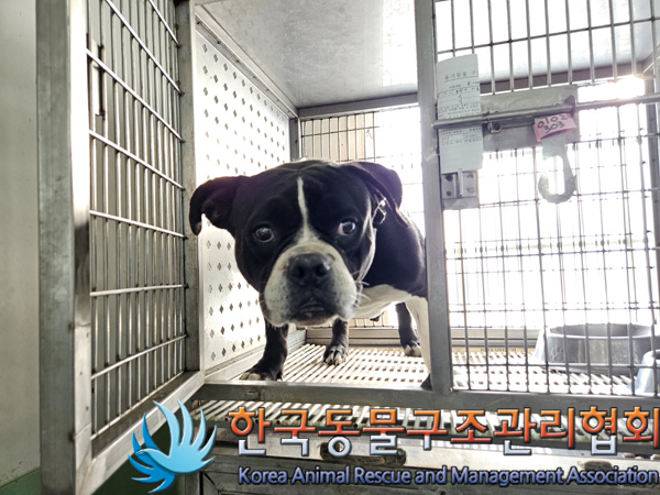 한국동물구조관리협회_441560202500003