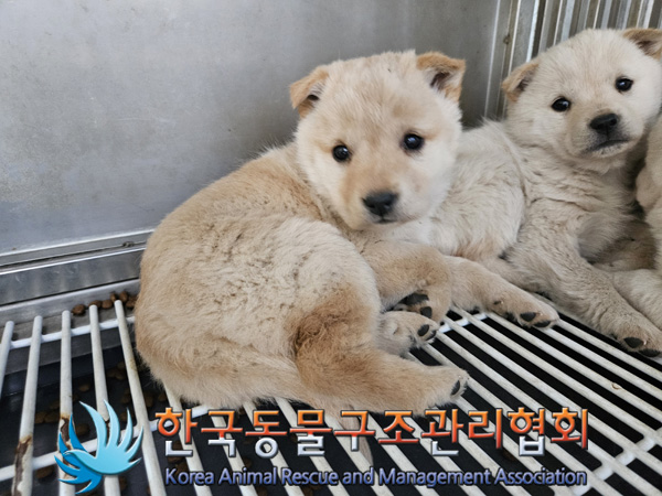 한국동물구조관리협회_441406202500001