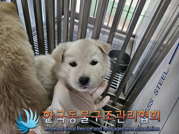 한국동물구조관리협회_441409202500003