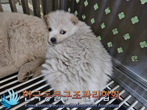 한국동물구조관리협회_441409202500008