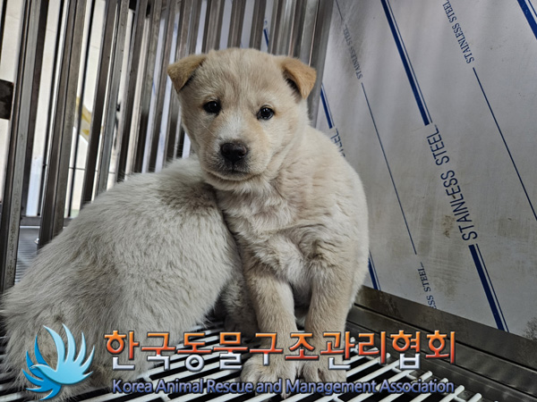 종료(안락사) 믹스…