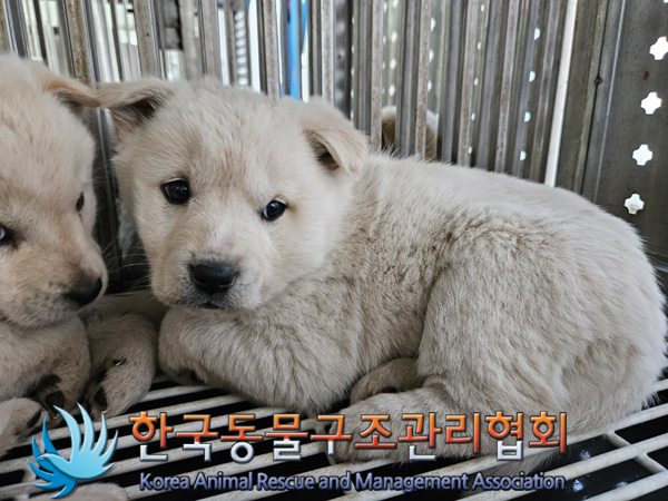한국동물구조관리협회_441406202500003