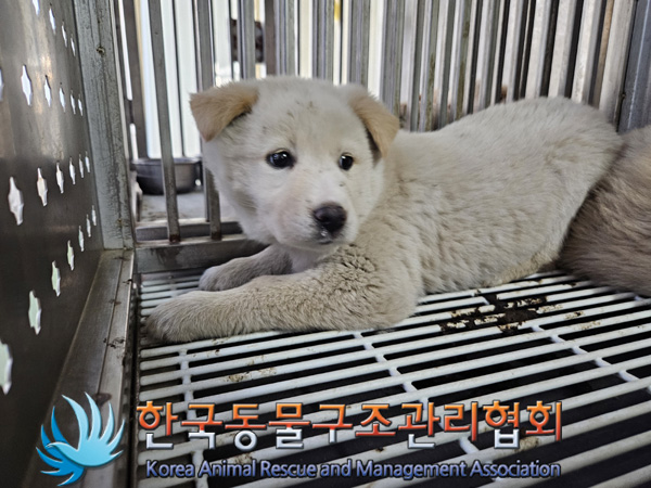 종료(안락사) 믹스…