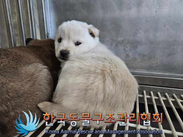 한국동물구조관리협회_441406202500006
