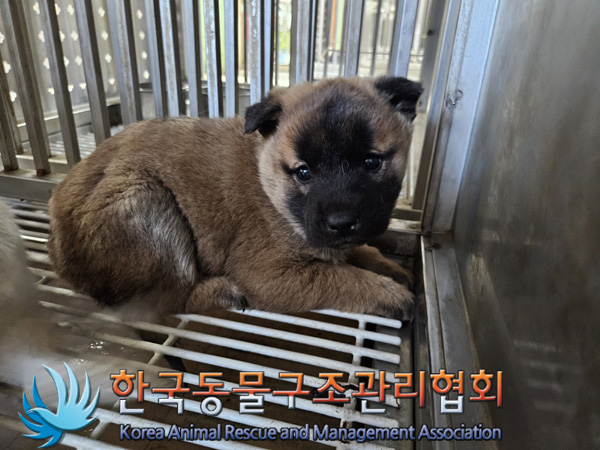 한국동물구조관리협회_441406202500007