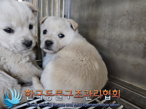 종료(안락사) 믹스…