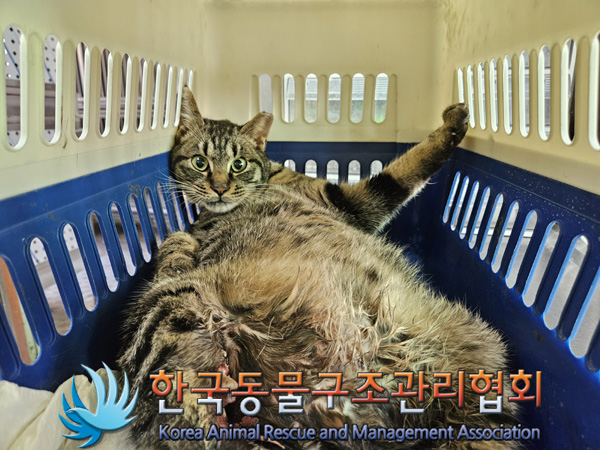 한국동물구조관리협회_441406202500009