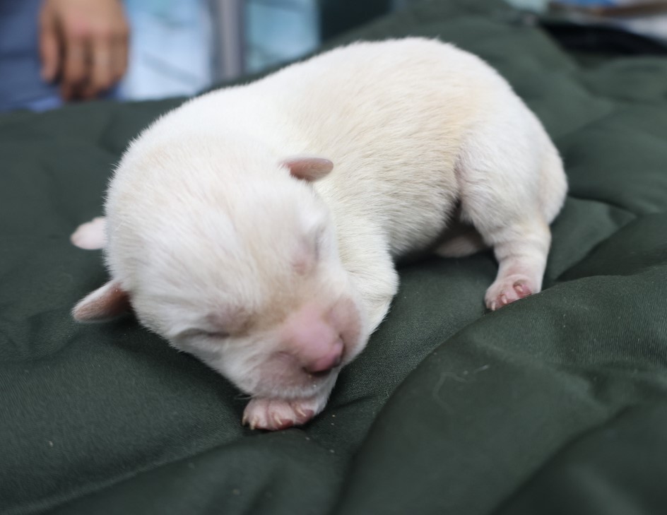 종료(자연사) 믹스…