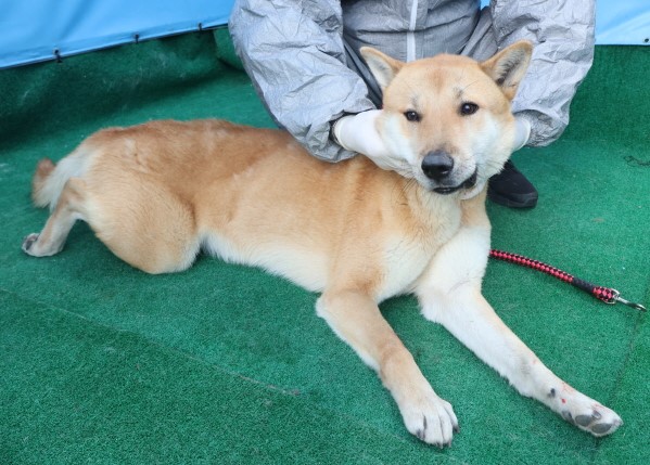 제주 동물보호센터_450650202500042