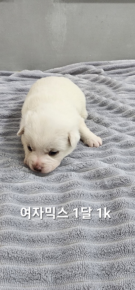 옥천동물병원_443443202500003