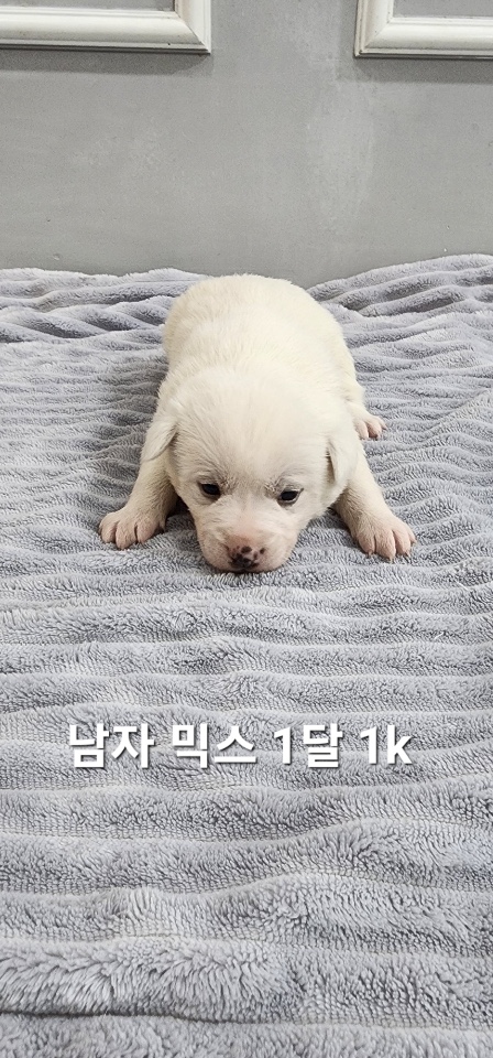 옥천동물병원_443443202500002