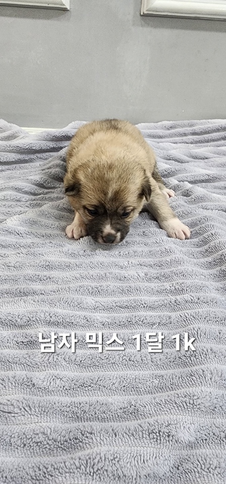 옥천동물병원_443443202500005