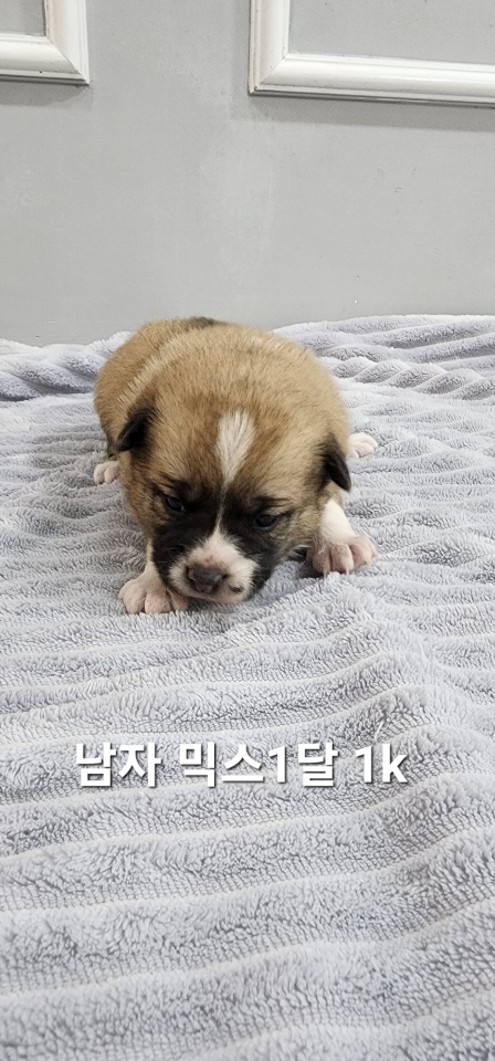 종료(입양) 믹스견…