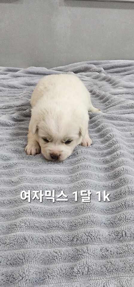 옥천동물병원_443443202500004
