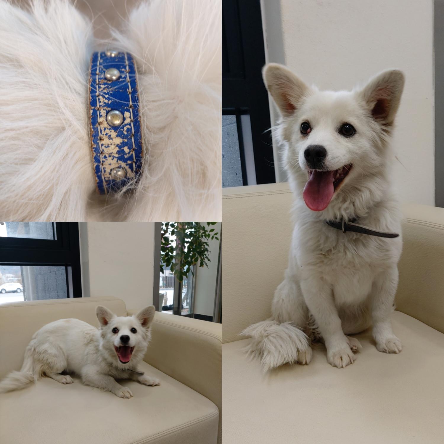경주동물사랑보호센터_447505202500007