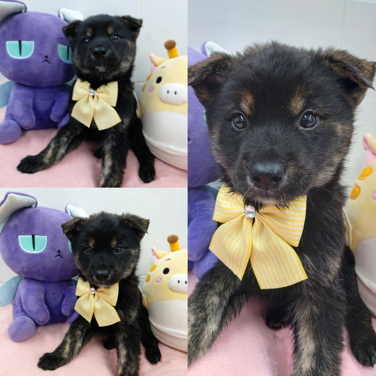 경주동물사랑보호센터_447505202401908
