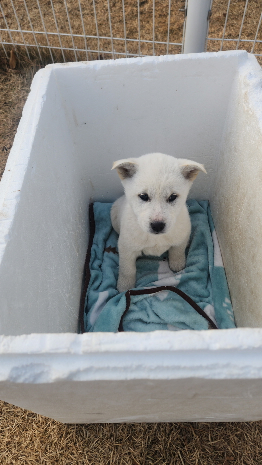 보호중 진도견의 가…