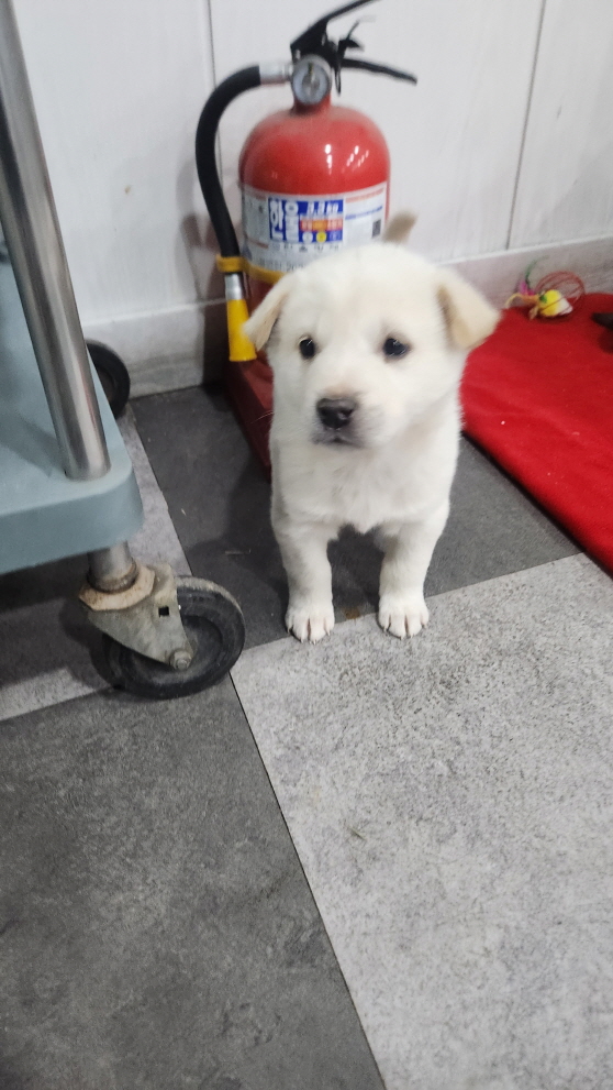 익산유기동물보호소_445468202500058