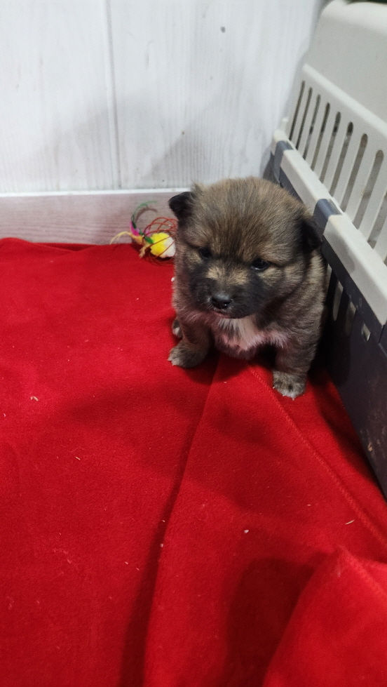 익산유기동물보호소_445468202500057