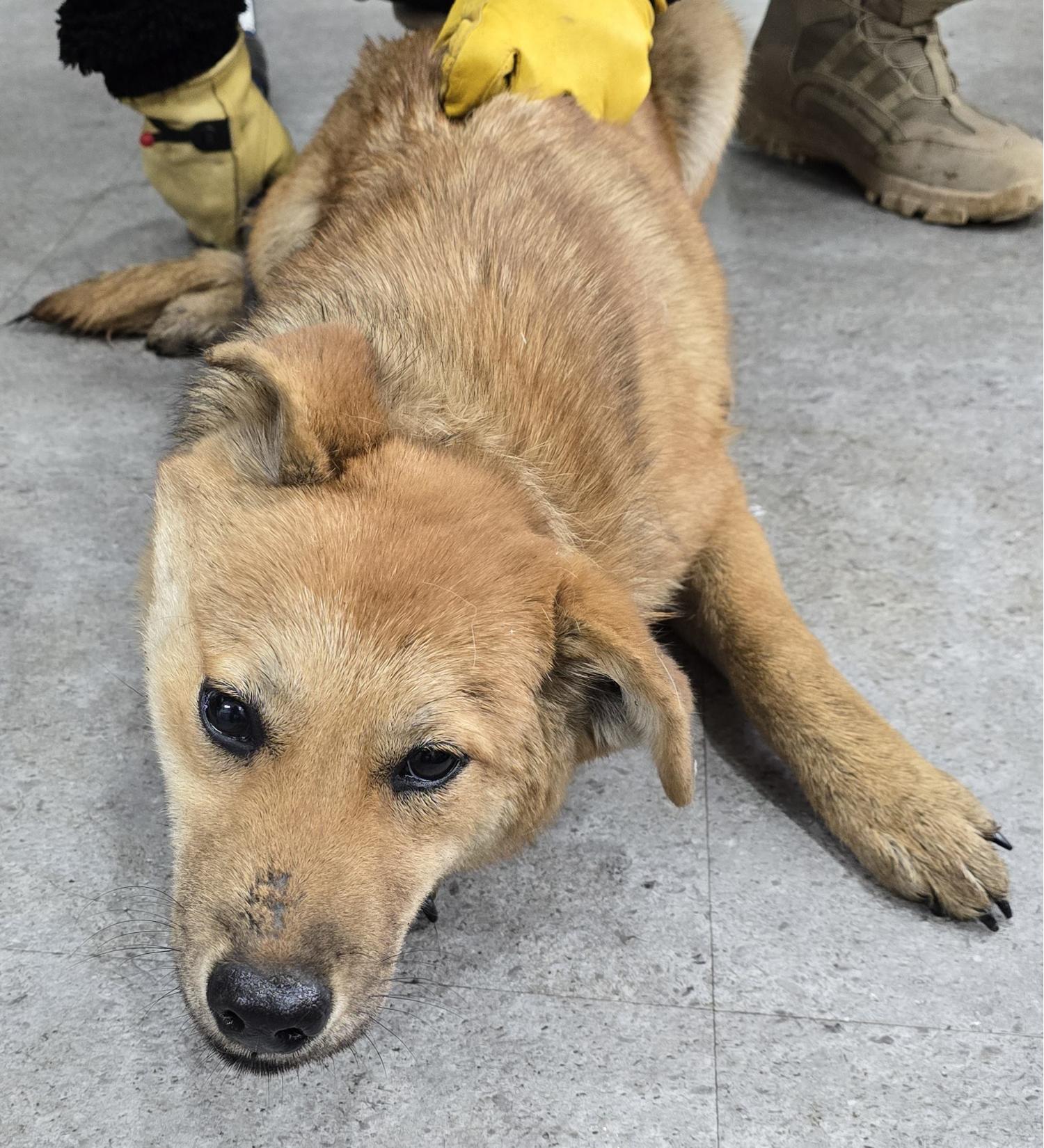 보호중 믹스견의 가…