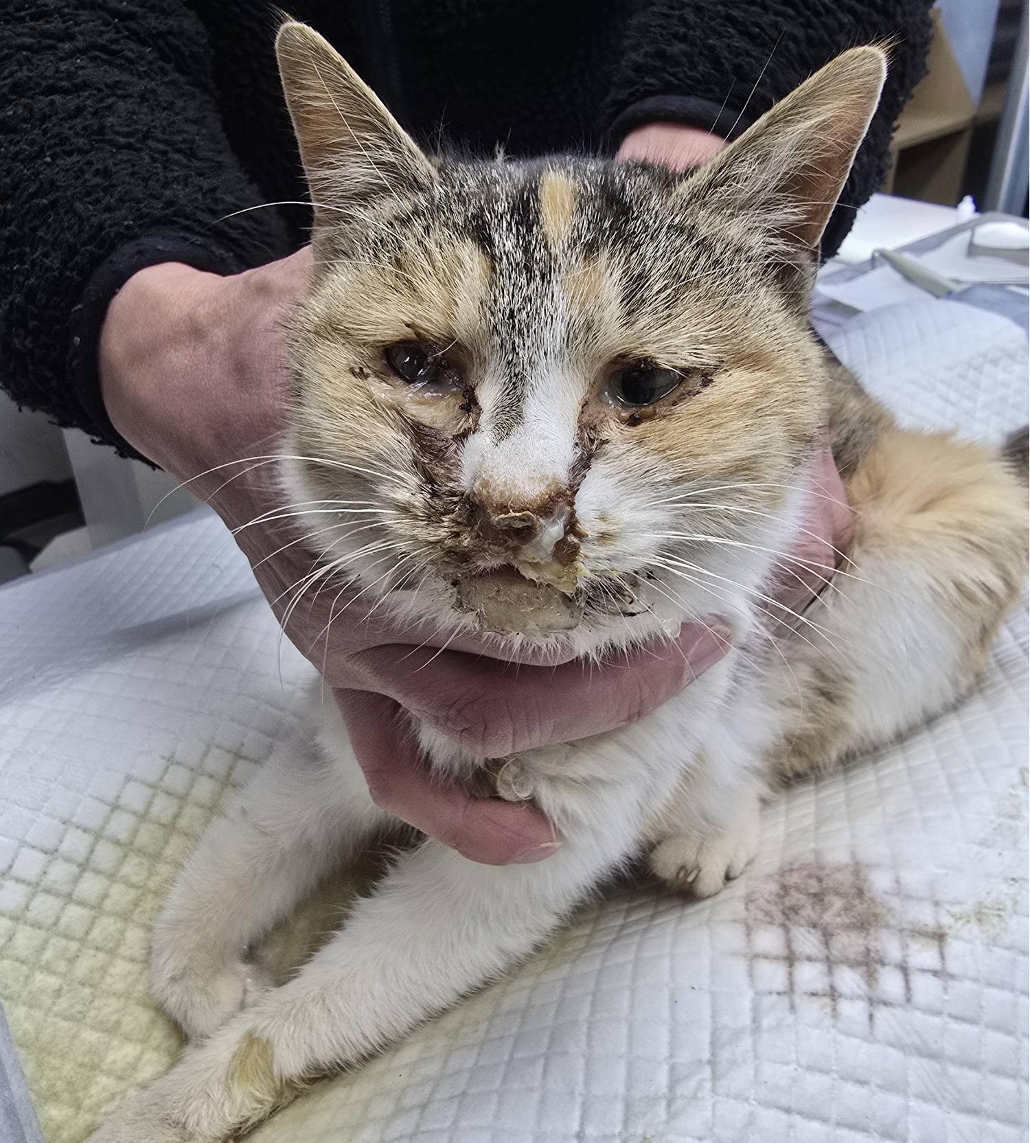 보호중 한국 고양이…