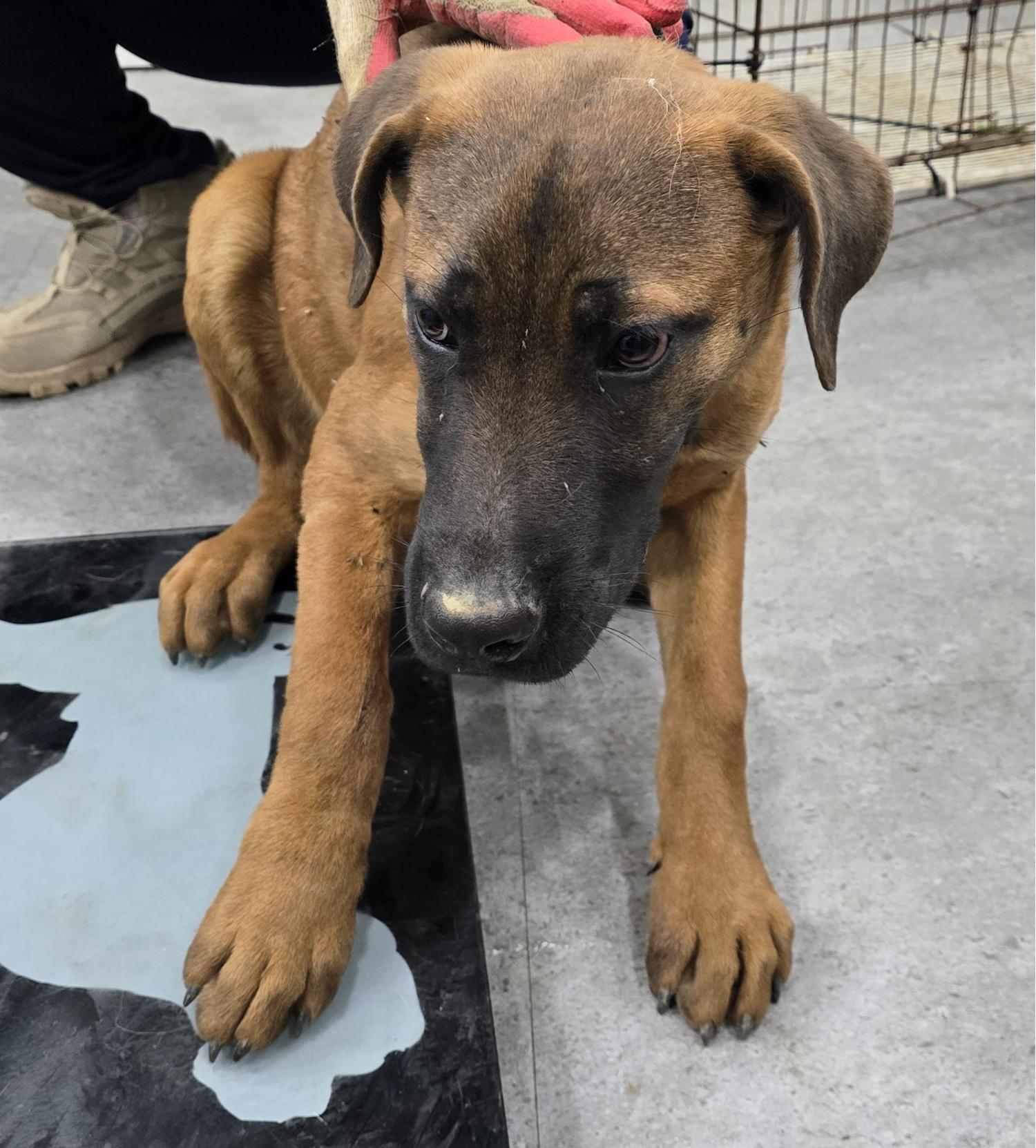 보호중 믹스견의 가…