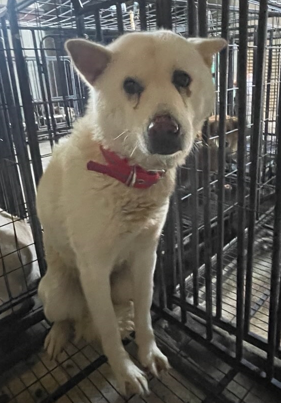 보호중 믹스견의 가…