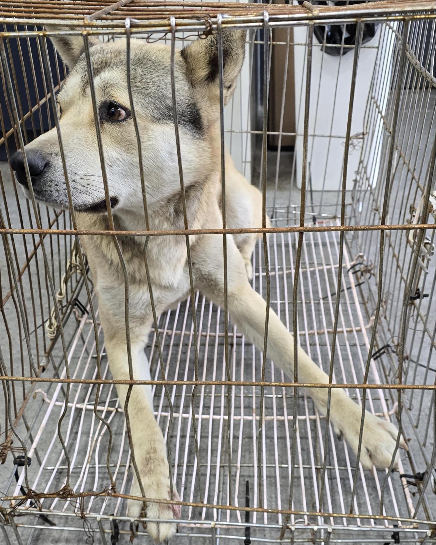 보호중 믹스견의 가…