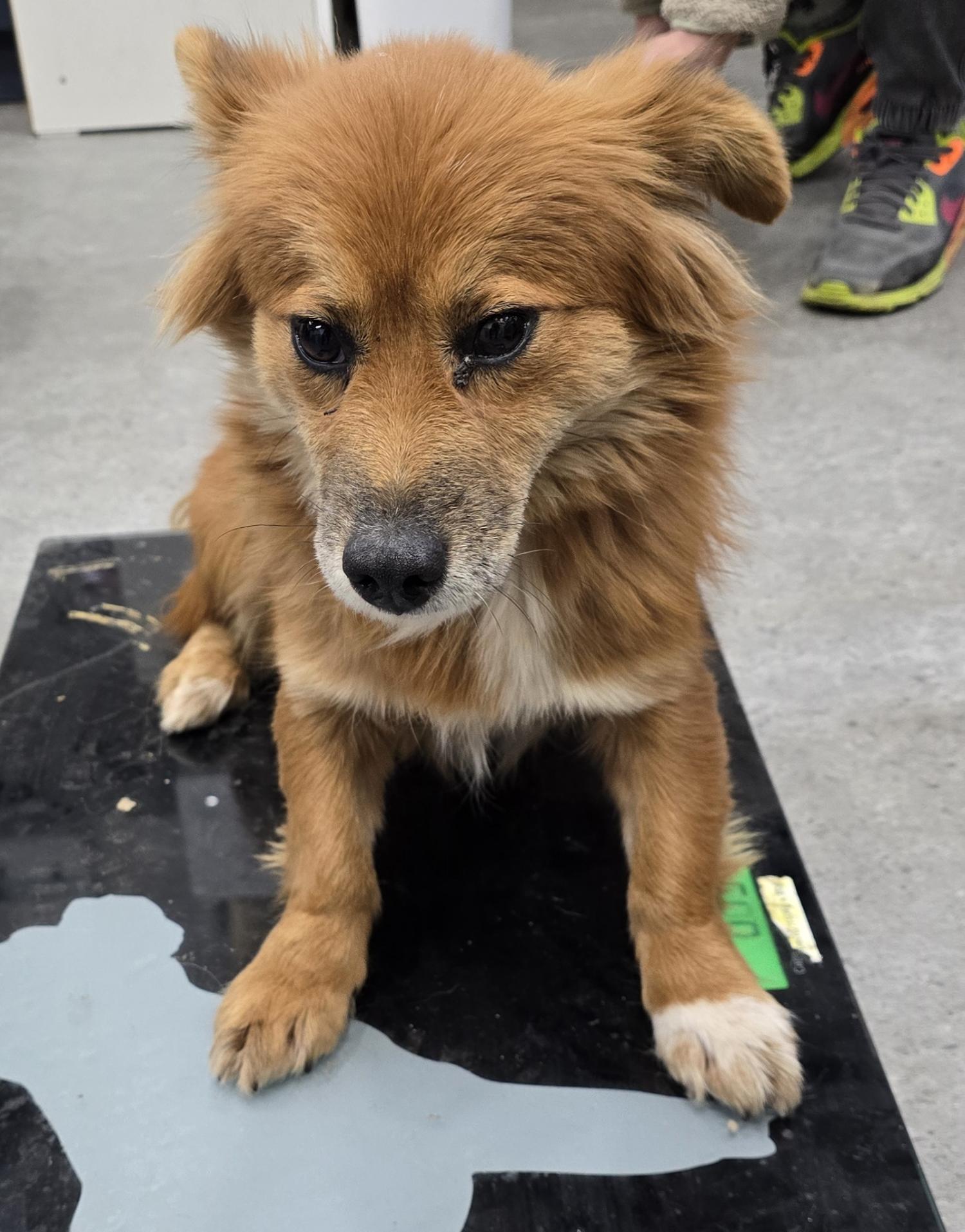 보호중 믹스견의 가…