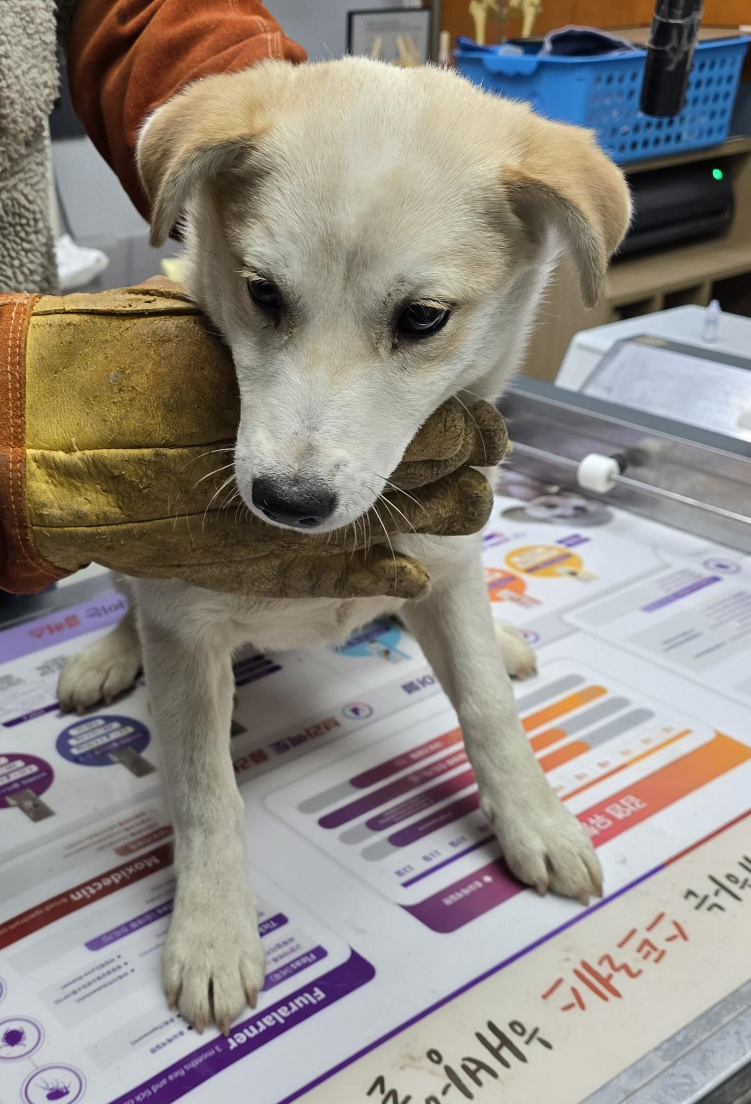 보호중 믹스견의 가…