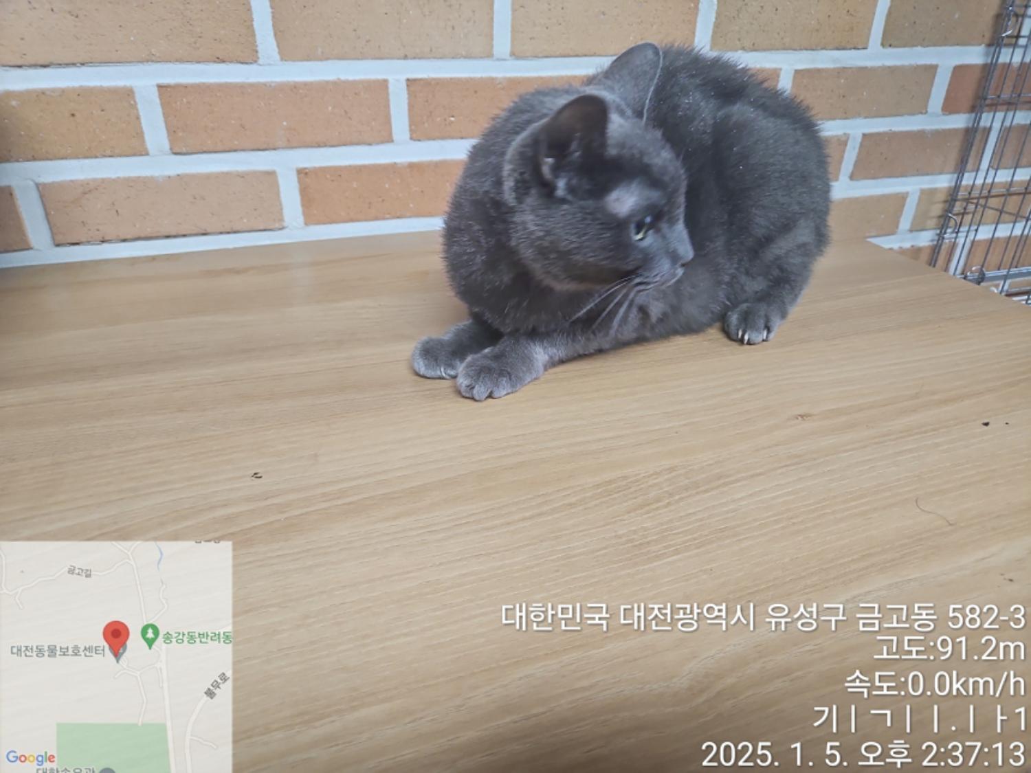 대전동물보호센터_430368202500003