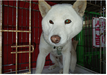 종료(반환) 믹스견…