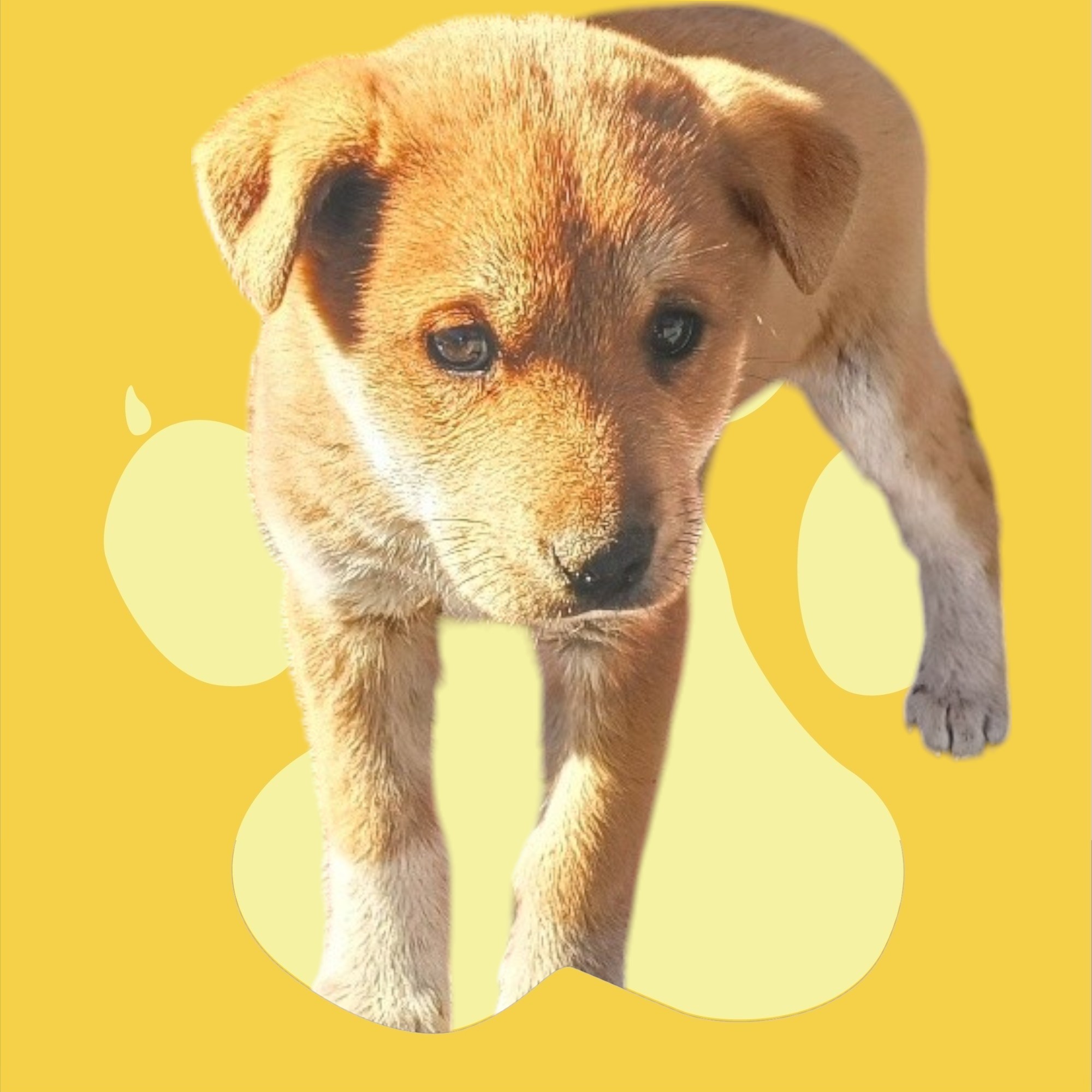 청도군동물보호센터_447519202500019