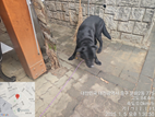 대전동물보호센터_430365202500001