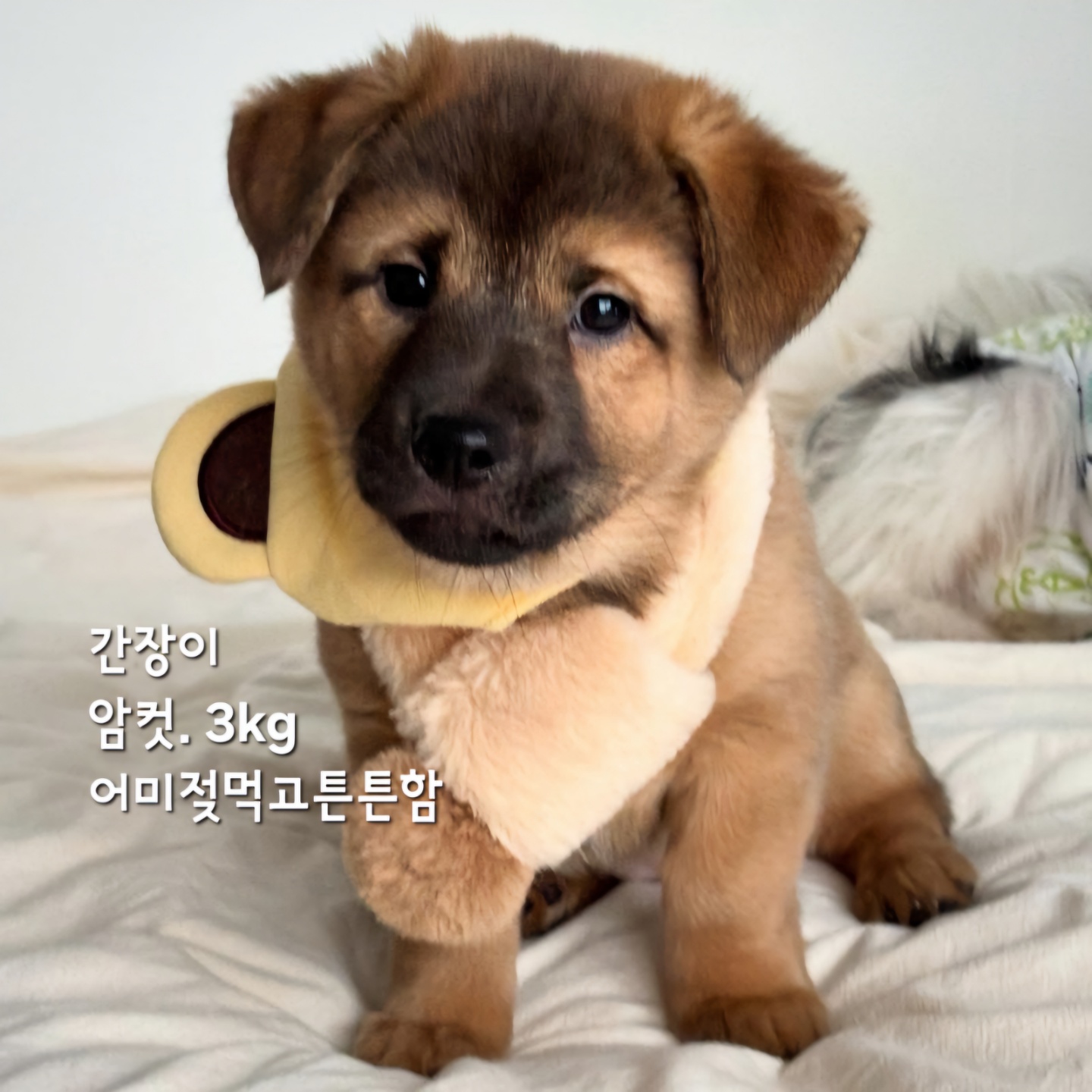 성주유기동물보호센터_447521202500002