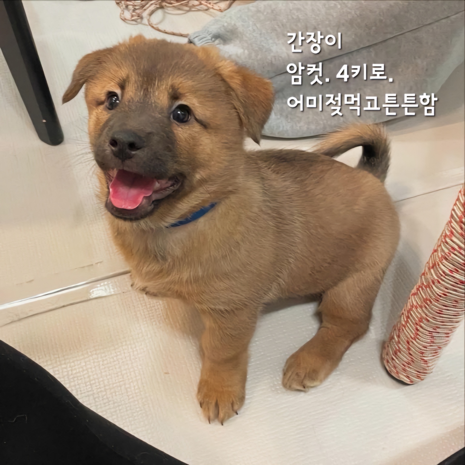 보호중 믹스견의 가…