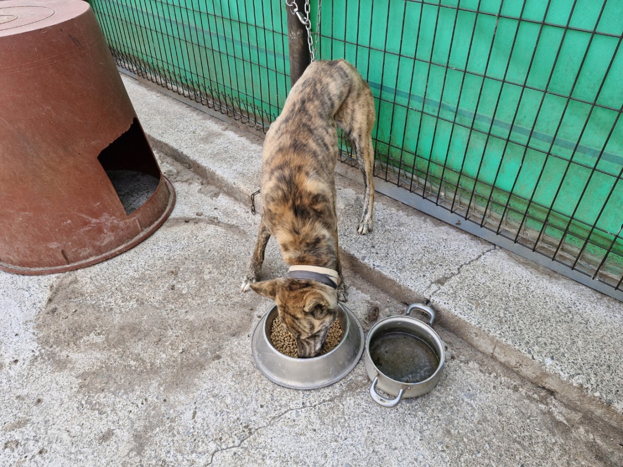 보호중 믹스견의 가…