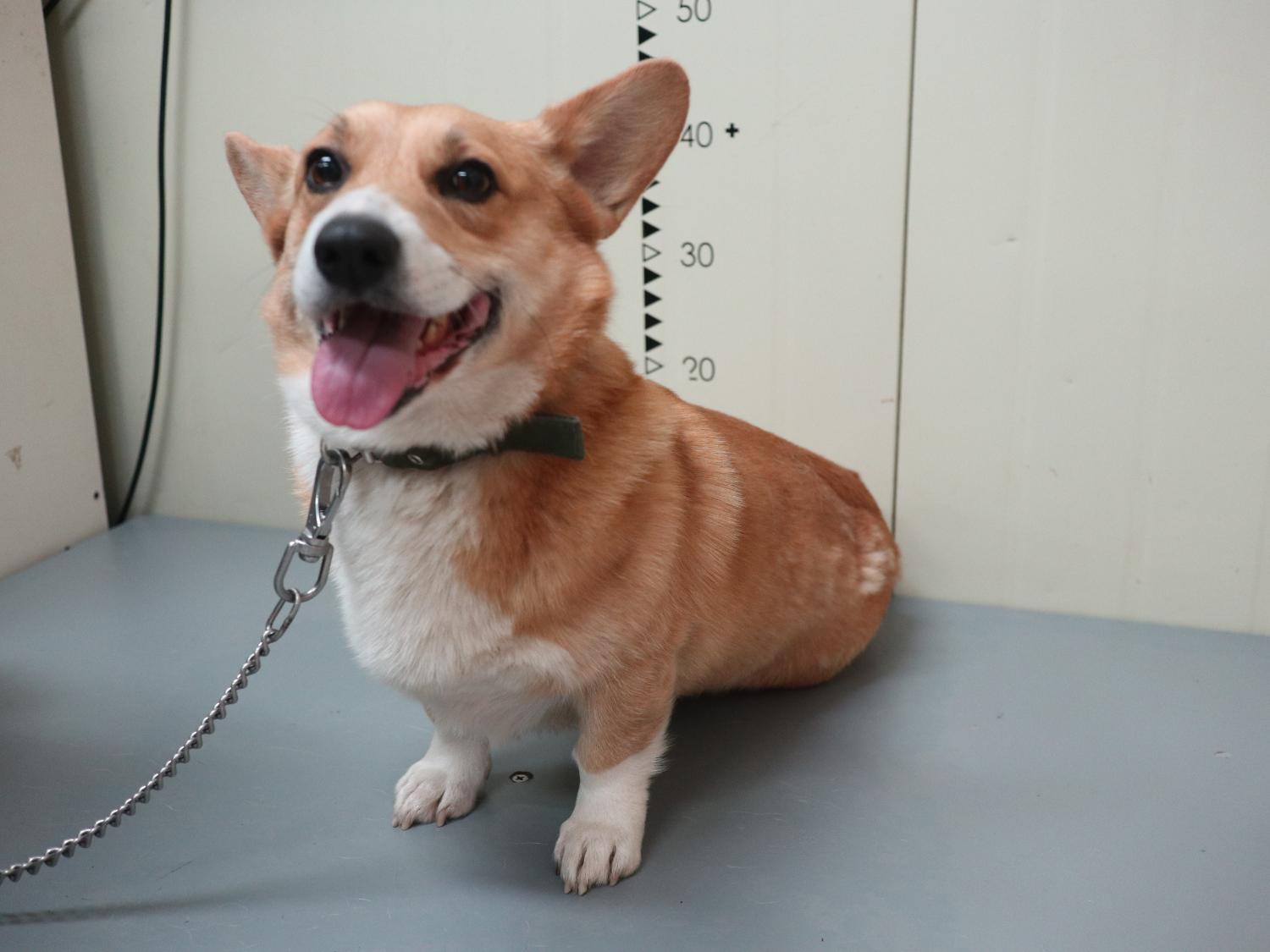 가평군유기동물보호소_441416202500001