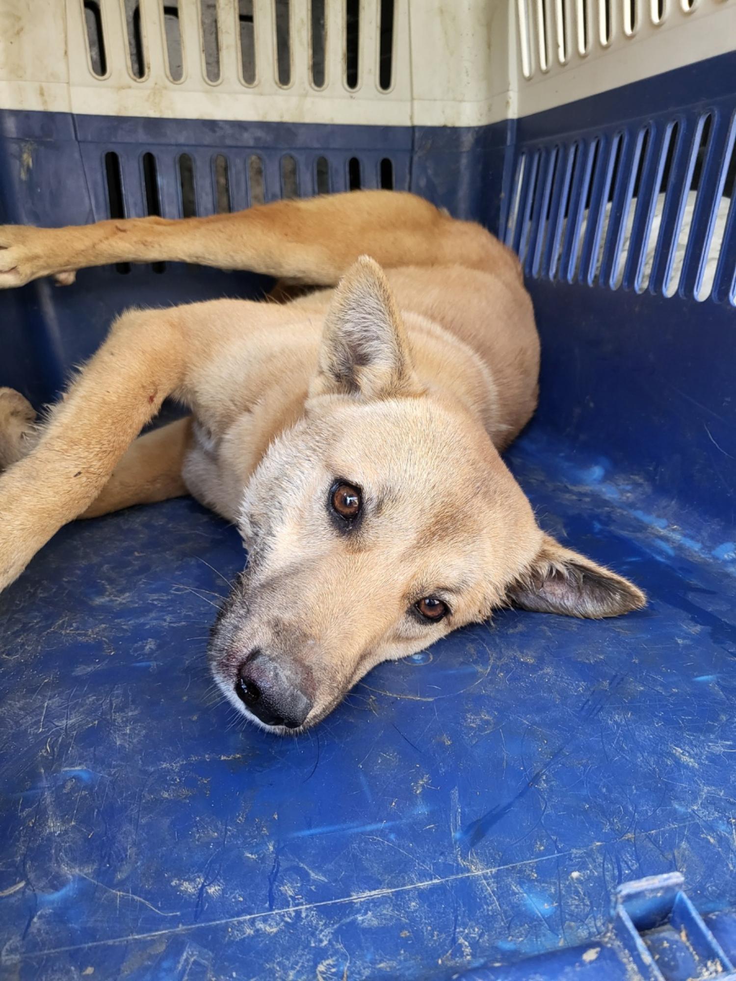 종료(자연사) 믹스…