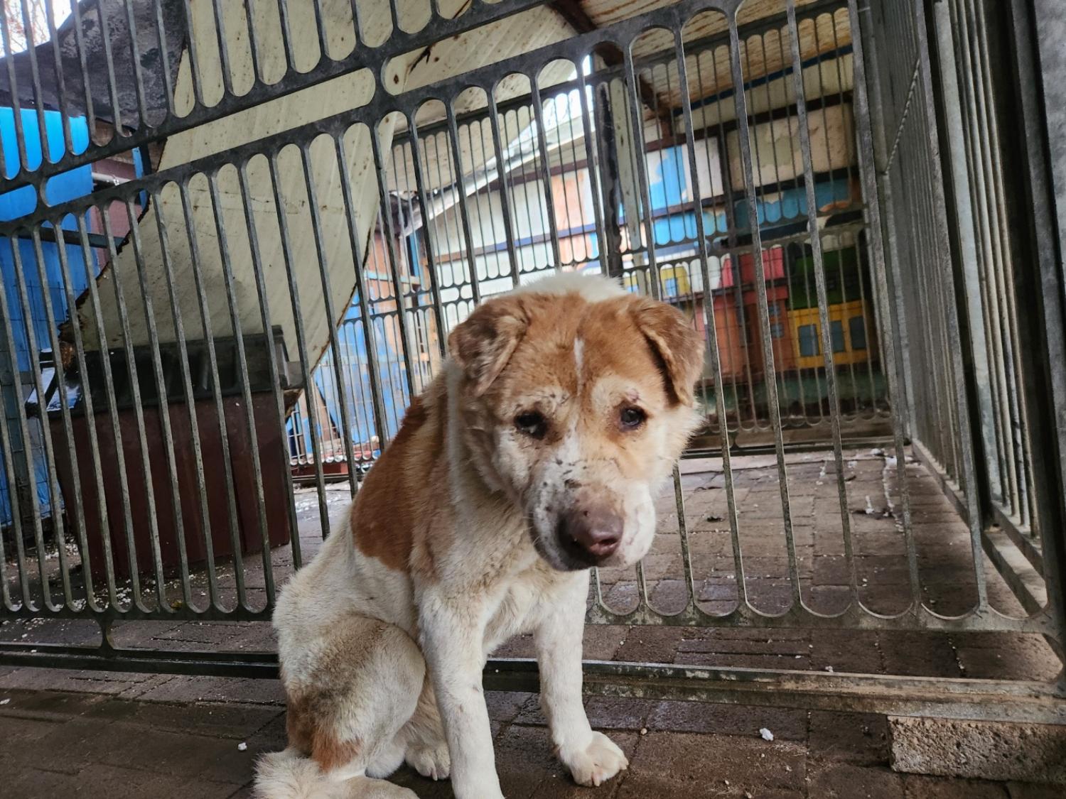 한국야생동물보호협회_441402202500003