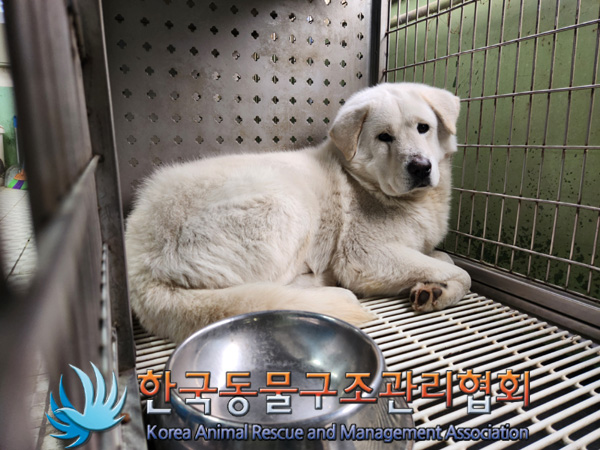 보호중 믹스견의 가…