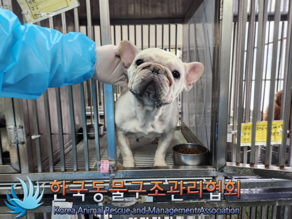 한국동물구조관리협회_411300202500001
