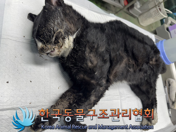 한국동물구조관리협회_411309202500001