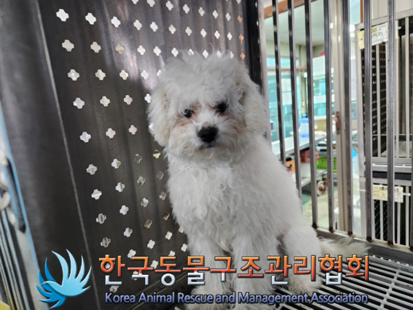 종료(기증) 비숑 …