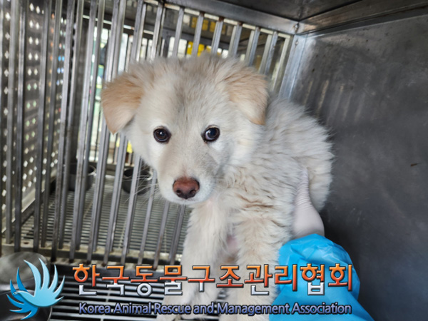 종료(안락사) 믹스…