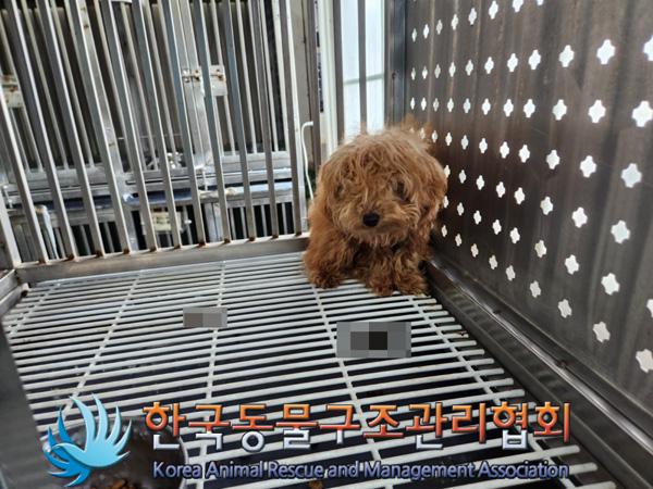 한국동물구조관리협회_411306202500001