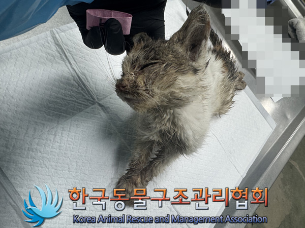한국동물구조관리협회_441392202500001